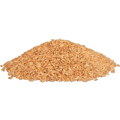 Organic Triticale - GrainWorks