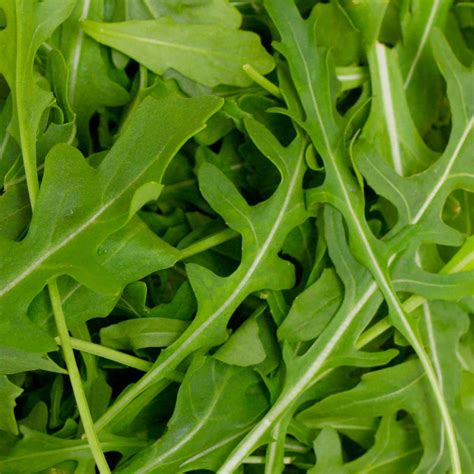 Organic Wild Rocket Plants - Roots Plants