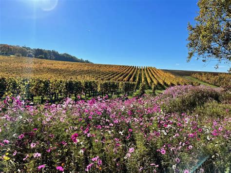 Organic and Biodynamic Wineries in Bordeaux, France