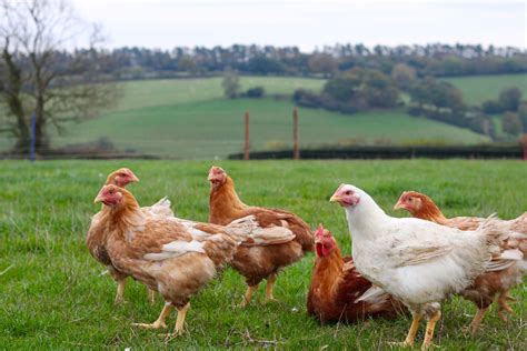 Organic chicken. Are you considering raising chickens in your backyard? If so, one of the first steps is finding a reliable source for live chickens. While it may seem challenging to find local sel... 