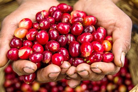 Organic coffee. Coffee traces its origins back to Ethiopia, where it’s said a goat farmer discovered the energetic effect of berries harvested from a certain tree. It’s clear that coffee has a lot... 