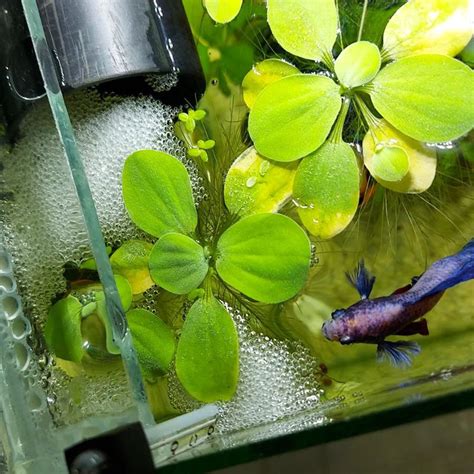 Organic fish tank.  Find out whether it&rsquo;s harmful or helpful & how to hid...
