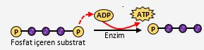 Organik moleküllerden ayrılan hidrojenlerin yüksek enerjili elektronlarının elektron taşıma sistemine (ETS) akarken sisteme bırakılan enerji ile yapılan ATP sentezidir.