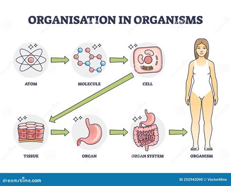 Organism Chart