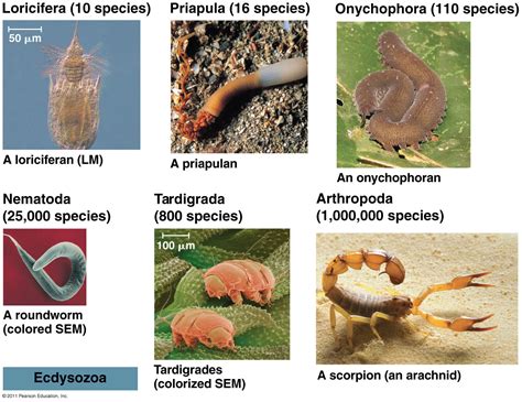 Organismal. Organisms connect Ecology, physiology and behavior to the fields of comparative genomics and phylogenetics. Related Journals of Organismal Biology. Biological ... 