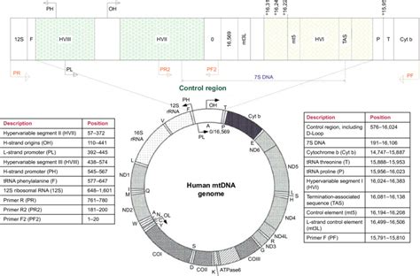 Organization and Variation of the Mitochondrial Control Region in …