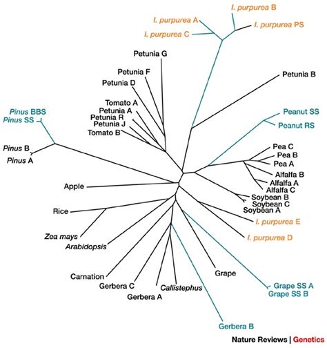 Organization and evolution of the chalcone synthase gene family …