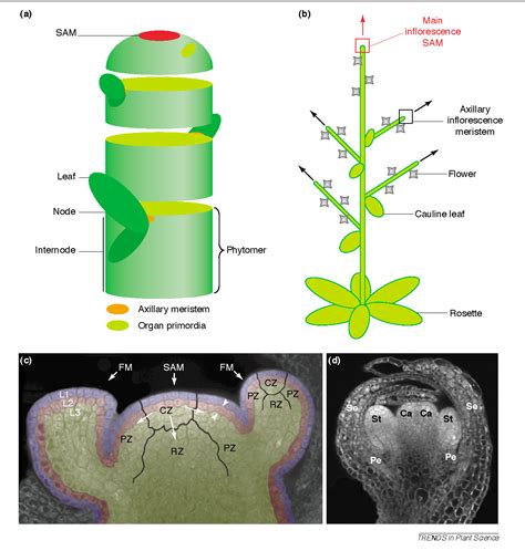 Organization and function of shoot apical meristem affecting …