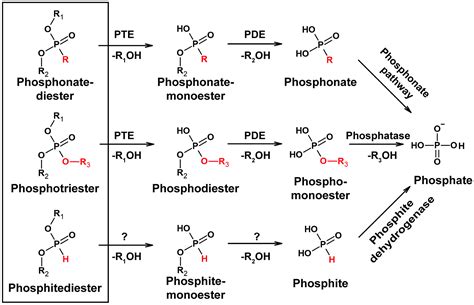 Organophosphorus definition of organophosphorus by …