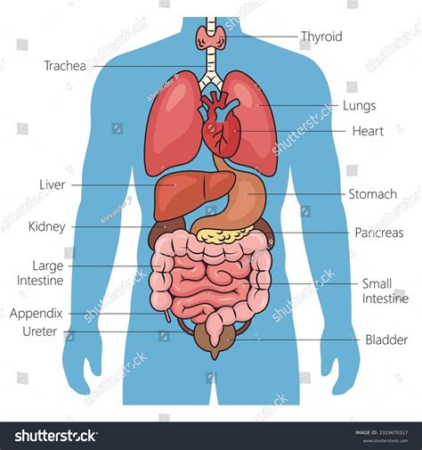 Organs Onlyfans Leak