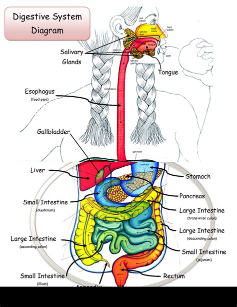 Organs That Make up the Digestive System - Verywell Health