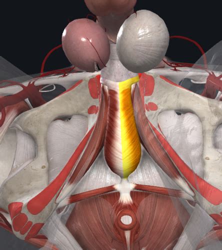 Organs cum out anal porn. .  ...