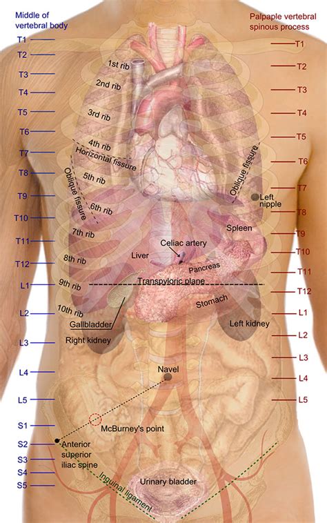 Organs on the right side under ribs. Problems in the kidney may also cause pain under the right rib. Conditions of the kidney like kidney stones, infections, kidney diseases, cancers, etc., may cause referred pain under right rib cage when bending over. The kidneys are located in the rearmost part of the abdominal cavity. So they are closest to the back. 