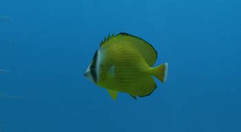 Oriental Butterflyfish Endless Ocean Wiki Fandom