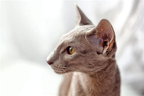 Oriental Shorthair: Breed Profile, Characteristics