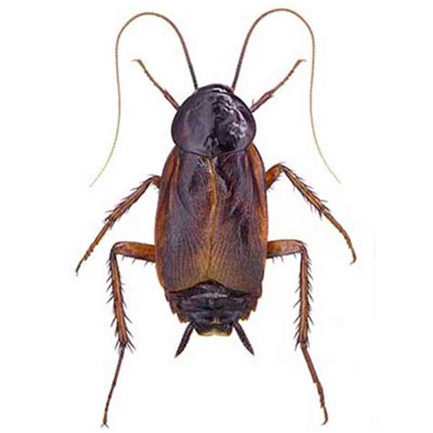 Oriental roach. Even if a home is kept clean and sanitary, it is possible to pick up cockroaches outside of the home, such as at a store or at work, since the insects can travel in bags, briefcase... 