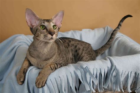 Oriental shorthair breeders oregon. .  <a href=https://support.givewithlift.com/bui...