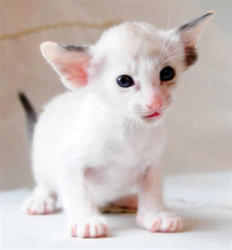 Oriental shorthair kittens. Oriental Shorthair cats are known for their high energy and affectionate personalities. They are highly intelligent and playful cats that love to engage in interactive activities with their owners. Oriental Shorthairs are known to be adaptable to other pets and enjoy the company of other cats. Weighing between 5-10 pounds and up to 14 inches in ... 