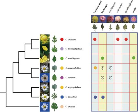 Origin of Chrysanthemum cultivars — Evidence from …