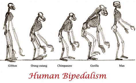 Origin of Human Bipedalism: The Knuckle-Walking ... - ResearchGate