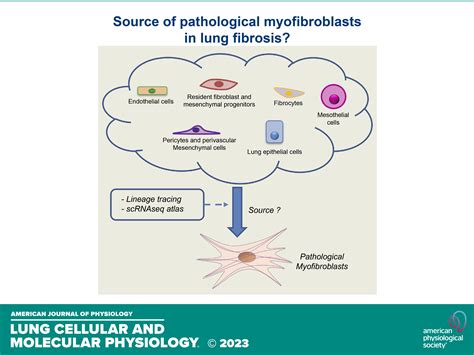 Origin of Myofibroblasts in Lung Fibrosis SpringerLink