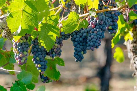 Growing concord grape vine plants in your
