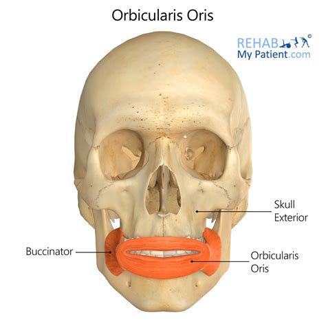 The orbital group consists of the orbicularis oculi (3 portio