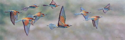 Original British Bird Paintings and Prints For Sale - Alan …