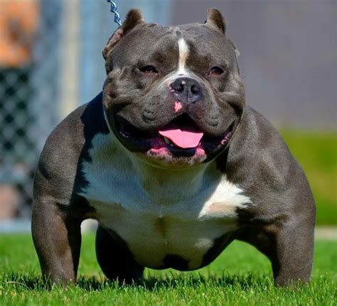 Originally developed to be a family companion dog, the American Bully is characterized by their …