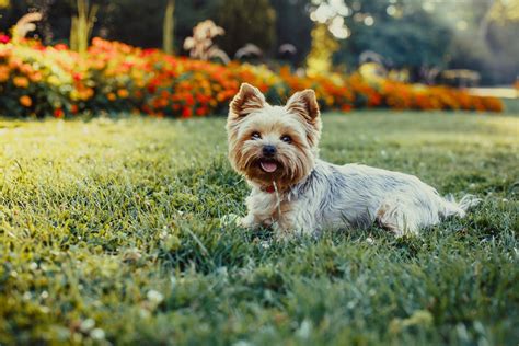 Originating from the British Isles, Yorkies worked in mines and then became beloved royal palace dogs