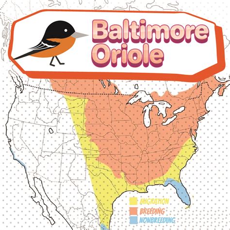 Oriole Migration Map 2024 - songbirdhub.com