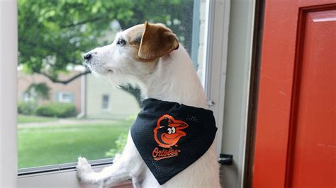 Orioles and BARCS to host pet adoptions Memorial Day weekend in effort to alleviate capacity