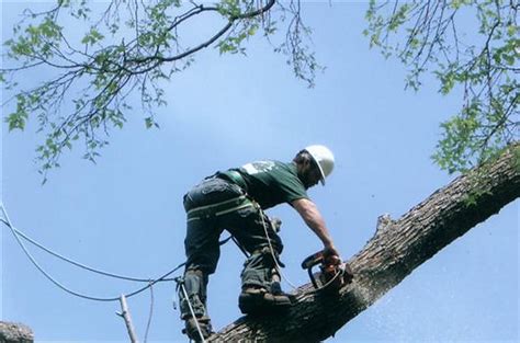 Orion Tree Service / Binghamton, NY and Surrounding Areas