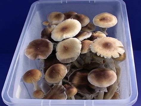 Orissa india cubensis. Orissa India, is a cultivated strain of Psilocybe cubensis, one of the most popular hallucinogenic mushroom species in the world. Orissa is, indeed, from India, where it was a natural variant collected from the wild. 