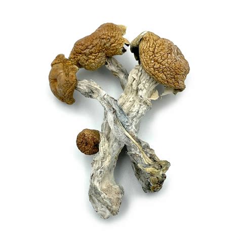 The Orissa India strain (OI) was discovered growing in the mountains of Odisha (formally known as Orissa) in India. The mushroom was found growing in a patch of cow dung outside a temple. This strain produces extremely large fruiting bodies that are tan in color. Orissa held the record for the largest cultivated cubensis until the South .... 
