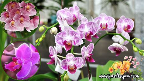Orkid&eacute;: Guide, s&aring;dan passer du din Orkid&eacute; - e-BLOMST
