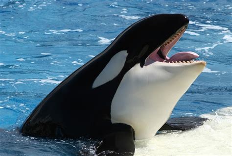 Orkid Captive Cetacean Wiki Fandom