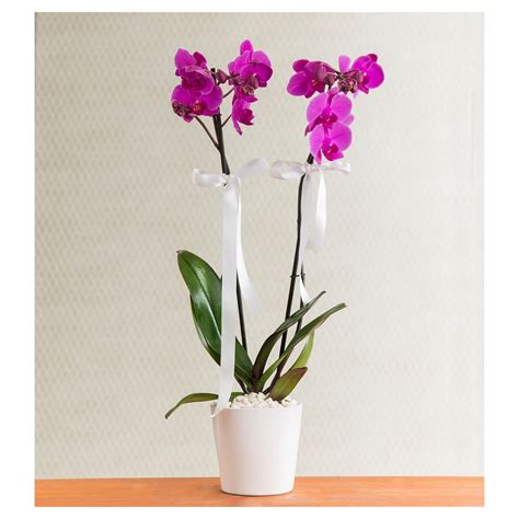 Orkide fiyatları