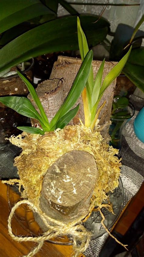 Orkidem Halı ve Koltuk Yıkama