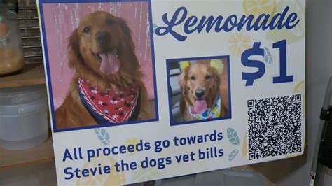 Orlando children raise funds to aid golden retriever’s recovery after motorcycle accident