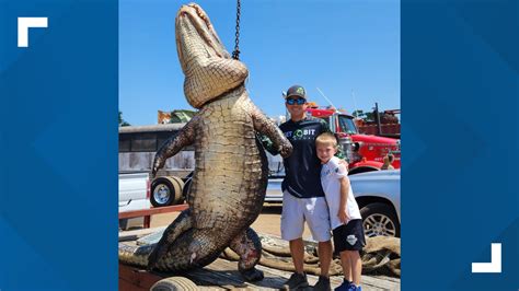 Orlando gator hunters bag massive 920-pound alligator to control population