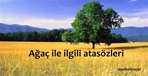 Orman ve Ağaç İle İlgili Atasözleri .