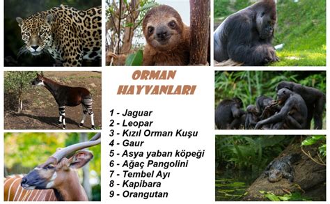 codini.rgarabwor.edu.pl. 