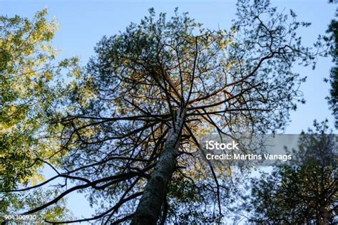 Ormanda sikis resimleri. 