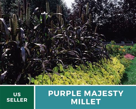 Ornamental Millet Seeds – How To Collect And Store Them