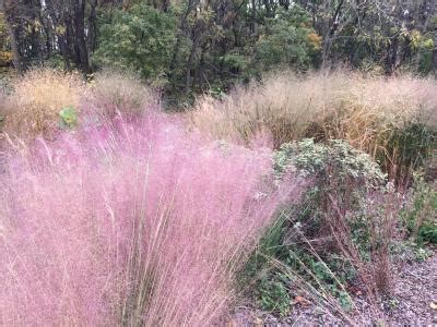 Ornamental and Native Grasses for the Landscape - UMD