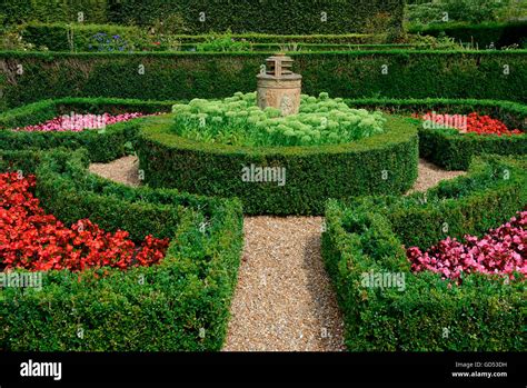 Ornamental hedging plants - clearance stock in Hailsham