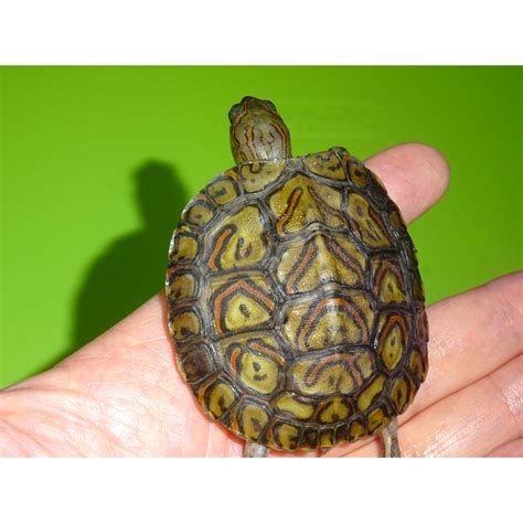 Ornate Wood Turtle Price