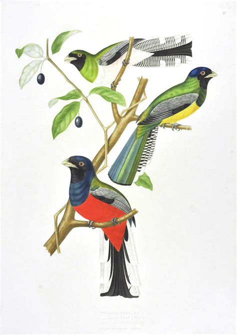 Ornithologie brésilienne, ou, histoire des oiseaux du brésil. - 2004 isuzu ascender manual de reparación.