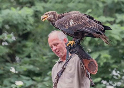 Ornithologists Definition & Meaning - Merriam-Webster